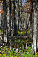 Louisiana